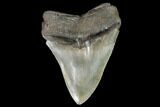 Serrated, Fossil Megalodon Tooth - Georgia #108860-2
